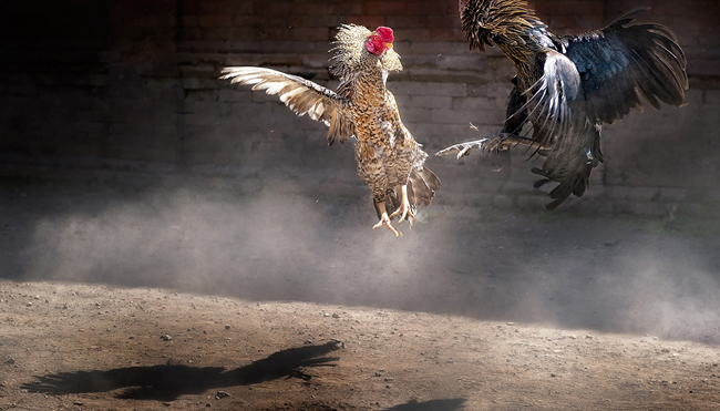 Bermain Sabung Ayam Online Jauh Lebih Aman